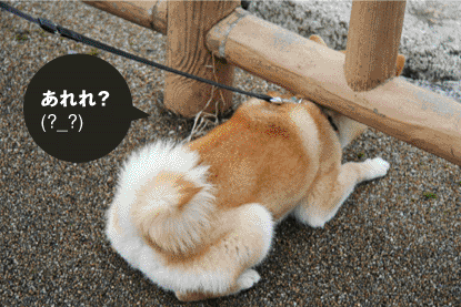 柴犬 小梅 柵