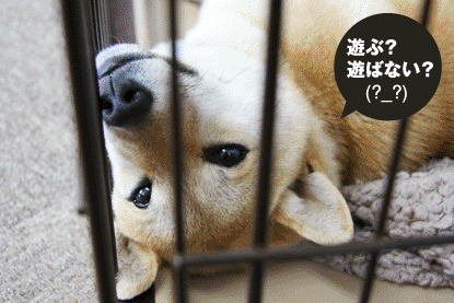 柴犬 小梅 遊び
