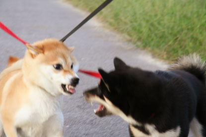 柴犬 小梅 遊ぶ