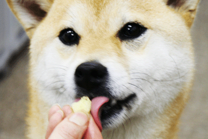 カロリーカットチーズ