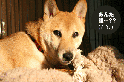 柴犬 小梅