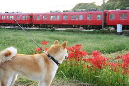 柴犬 小梅 電車