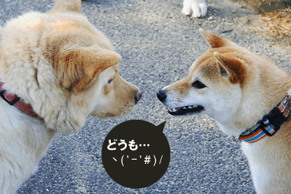 柴犬 小梅 マルちゃん