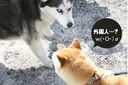 柴犬 小梅 メーテル