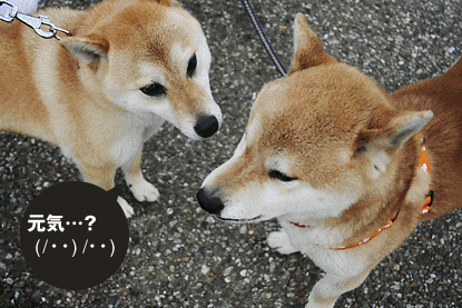 柴犬 小梅 チョロ