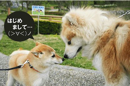 柴犬 小梅 クゥ