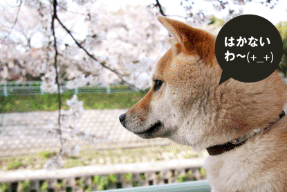 柴犬 小梅 花見