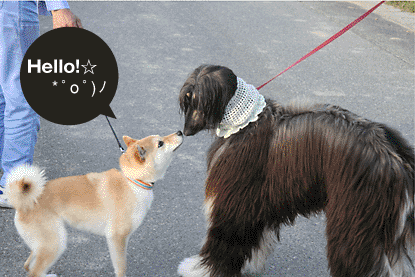 柴犬 小梅 ジョニー