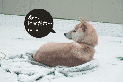 柴犬 小梅 雪