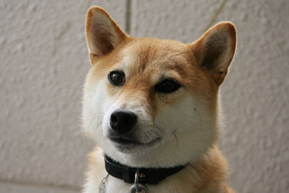 柴犬 小梅 かわいい