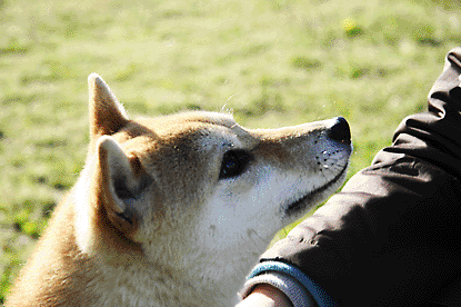 柴犬 小梅 凛々しい