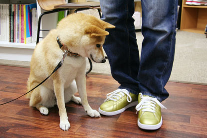 柴犬 小梅 スニーカー