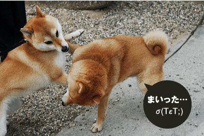 柴犬 小梅 まいった