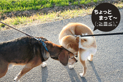 柴犬 小梅 まって