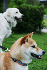 柴犬　小梅　マックス