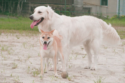 柴犬 小梅 ゴールデンレトリバー