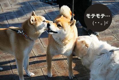 柴犬 小梅 クゥ