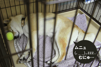 柴犬 小梅 うぎゃー
