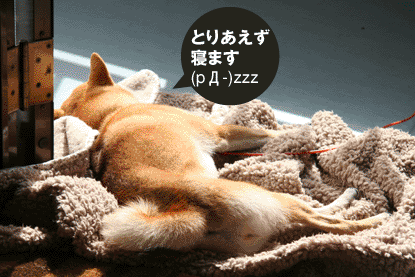柴犬 小梅 寝る
