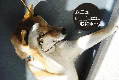 柴犬 小梅 ムニュ