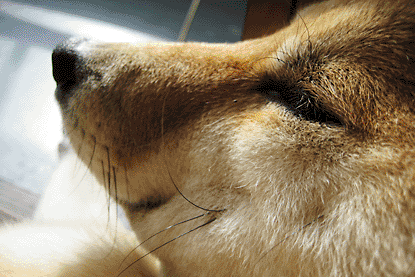 柴犬 小梅 口元