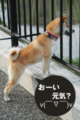 柴犬　小梅　遊ぼうよ