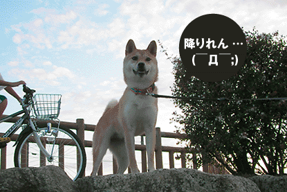 柴犬 小梅 降りれん