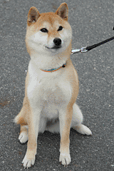 柴犬　小梅　お座り