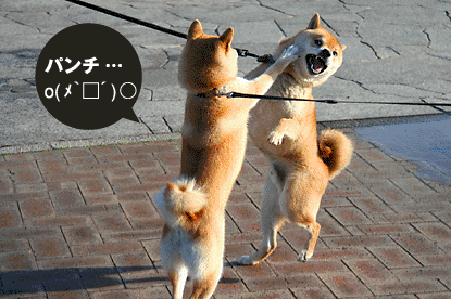 柴犬 小梅 パンチ