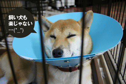 柴犬 小梅 宇宙人