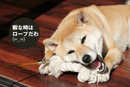 柴犬 小梅 ロープ