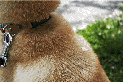 柴犬 小梅 桜の花びら