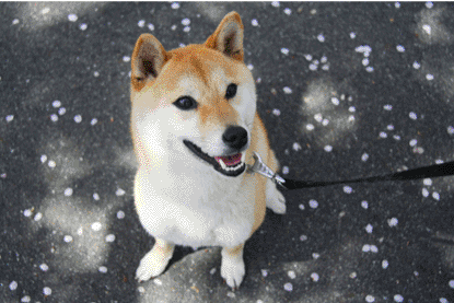 柴犬 小梅 桜