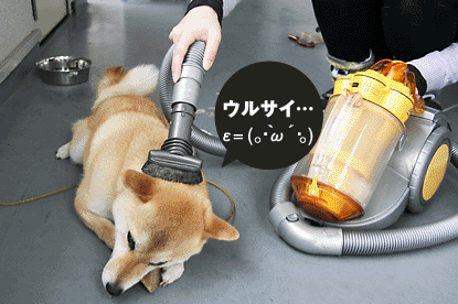 柴犬 小梅 掃除機