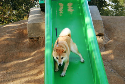 柴犬 小梅 すべり台