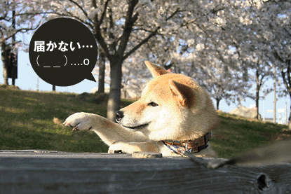 柴犬 小梅 届かない