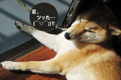 柴犬 小梅 ツッた