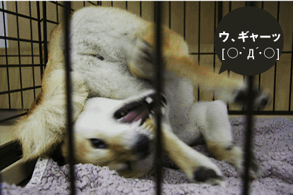 柴犬 小梅 うぎゃー
