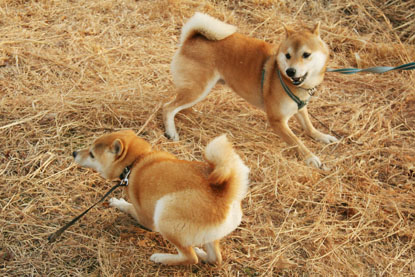 柴犬 小梅 ぐるぐる