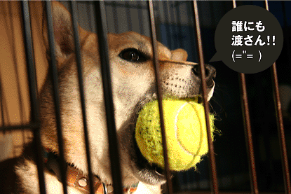 柴犬 小梅 ボール