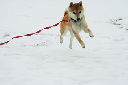 柴犬 小梅 雪の日